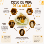 EL CICLO DE VIDA DE UNA ABEJA