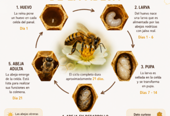 EL CICLO DE VIDA DE UNA ABEJA
